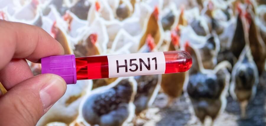 H5N1 Bird Flu