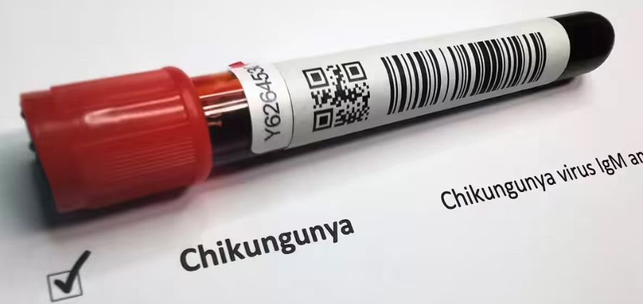 Read more about the article WHO Raises Alarm Over Global Chikungunya Surge: 5.6 Billion at Risk